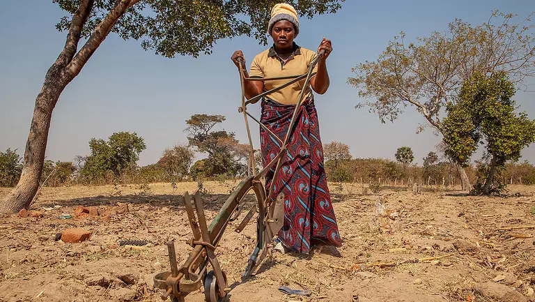 A woman farmer ploughs a barren-looking field.