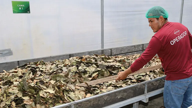 A man wearing a hair net sorts leaves in a vast trough at a processing plant.