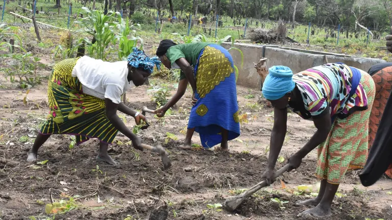 Women farmers in a field, collecting and tending to crops.