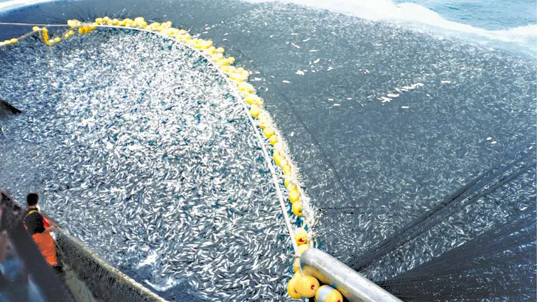 Thousands of fish are caught in a net off the side of a large trawler ship.