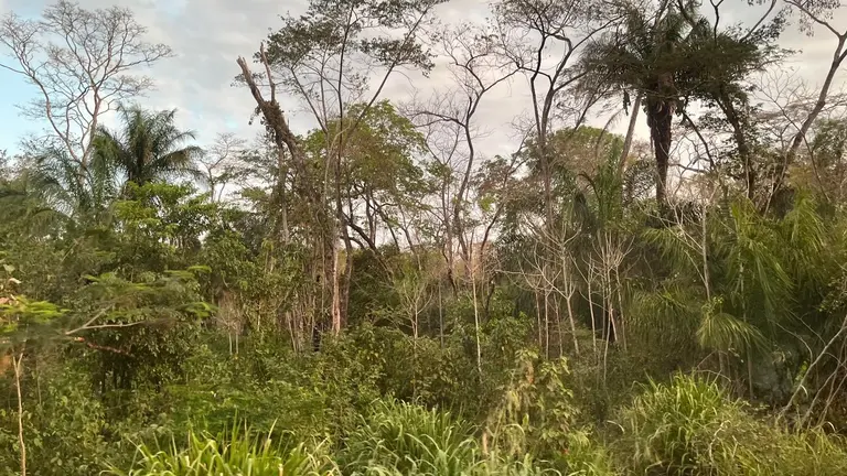 The Chiquitano dry forest near Rio Blanco in the department of Santa Cruz, Bolivia, in September 2026.