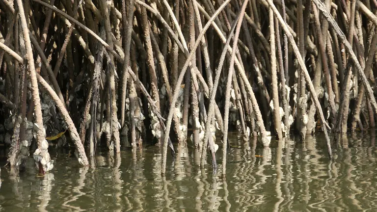 A close-up photo of mangrove shoots in the water.