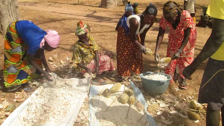 A grup of men and women extract seeds from fruit and lay out the seeds on blankets on the ground.