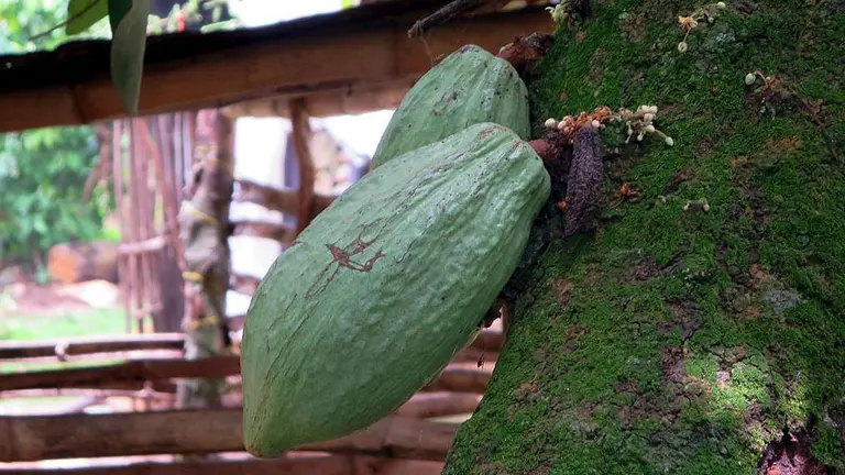 A close-up photo of a cocoa pod next to a tree.