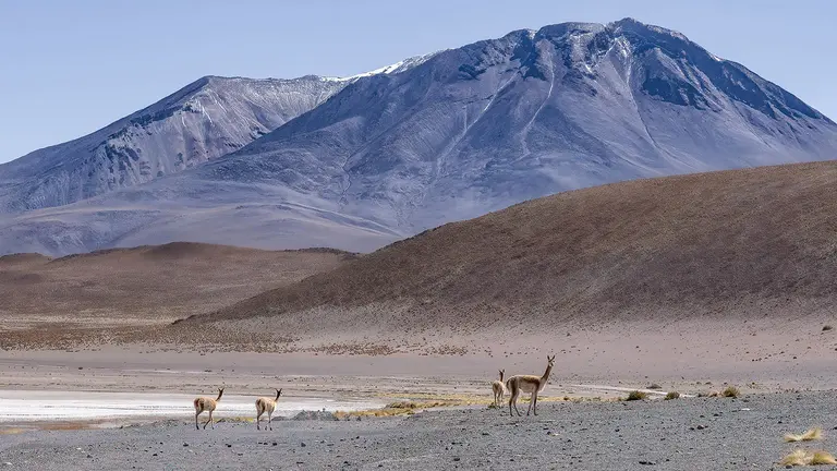 A mountain towers behind in the distance, while in the foreground a small number of vicunas are eating and looking around.
