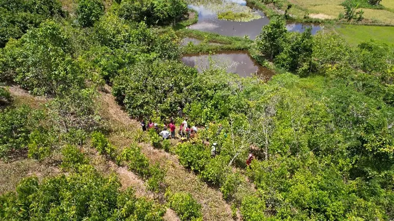 Agroforestry system developed in the East region of Madagascar.