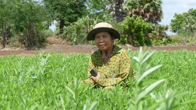 Farmer standing in their field in Cambodia, checking on harvest.