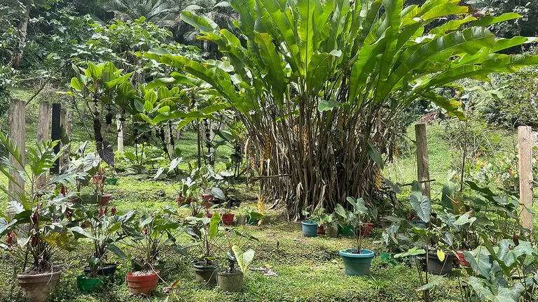 An array of plants in small pots amid the green surroundings of a botanical garden.