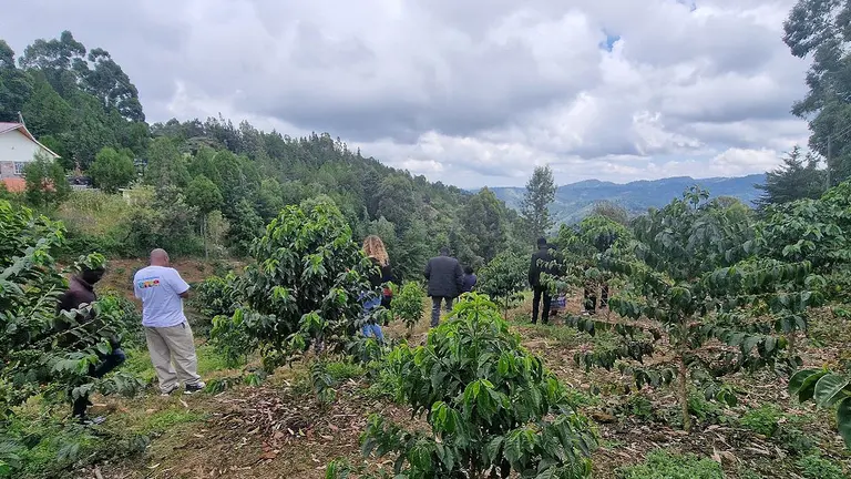 A view over a green forest landscape, with mountains in the distance and a small group of people in the foreground. 