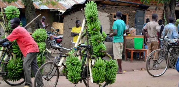 Traders take matooke to market