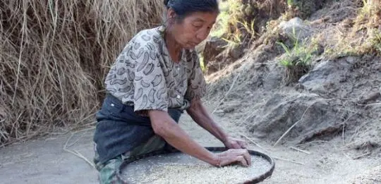 Drying beans