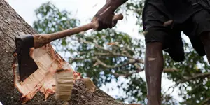 Closeup of a man chopping a tree with an axe. Mecati Forest, near Nampula, Mozambique.