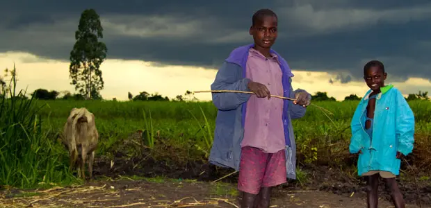 Boys herd family cows in Wakesi, Kenya while dark grey storm clouds gather behind.