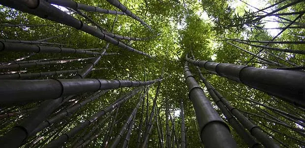 Picture of a bamboo forest canopy. 
