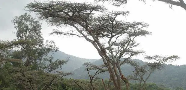 A community forest in Ethiopia.Credit: Growing Forest Partnerships  