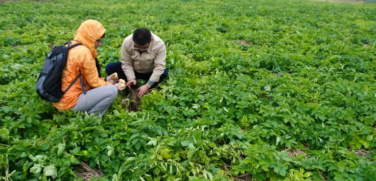 Chen showing Lila Buckley his innovative method for growing potatoes in straw nests. 