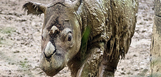 The Sumatran rhinoceros 