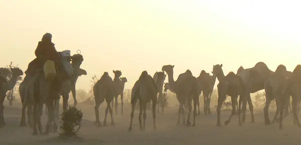 A man leads a herd of camels with the sun setting behind them. 
