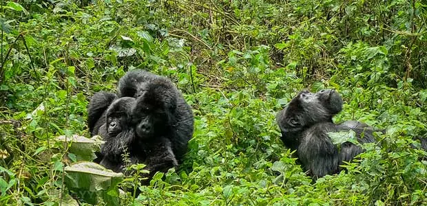 Three gorillas sit in grass in Uganda's Bwindi Impenetrable National Park, Uganda.