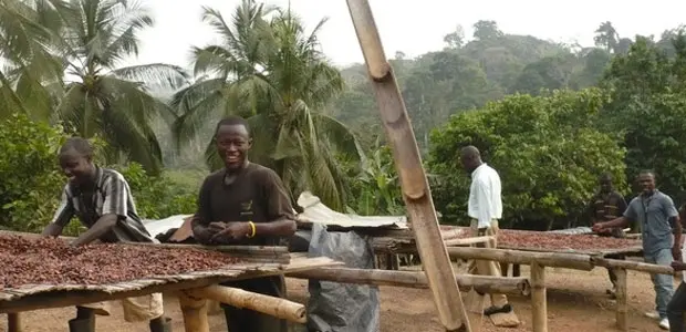 Men stand by trays of cocoa beans drying in the sun in western Ghana.