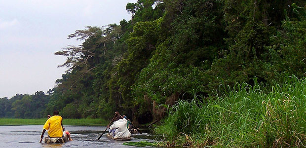 People paddle in dugout canoes past a forest in Cameroon. 