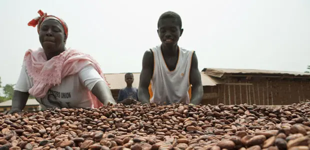 People spread cocoa beans on a drying table in Ghana. 