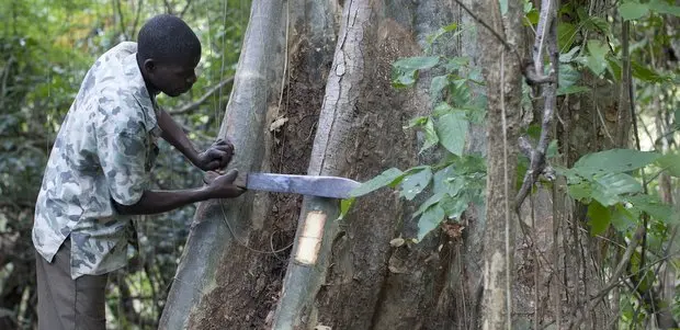 A villager gathers medicinal bark in Mozambique