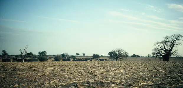 The mud-walled village in Mali, near the town of Diabaly, surrounded by fields and baobabs.