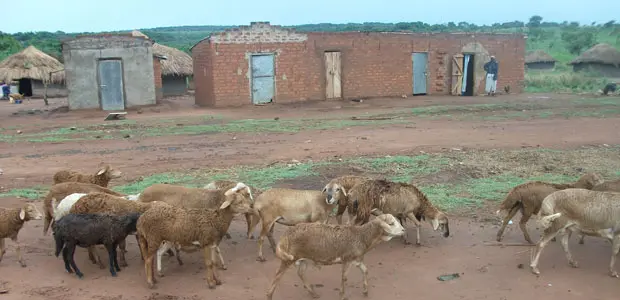 Sheep wander past a former IDP camp in northern Uganda.