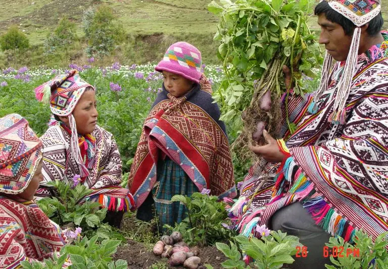 Farmers sharing potatoes in the Potato Park near Pisaq (Sacred Valley), Peru