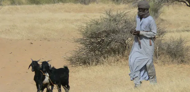 A man walks with his roaming goats.  
