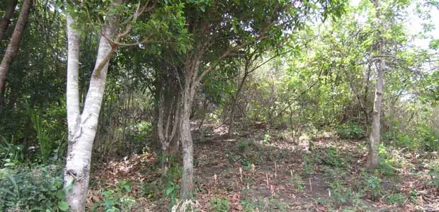 Elephant yams growing on a forested slope in Myanmar.