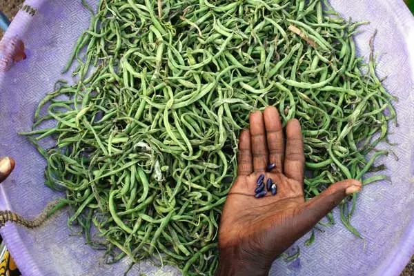 Seeds carefully picked from a pile of rotting and old beans in Mali.