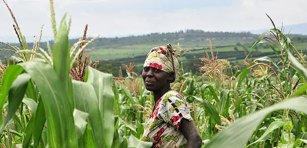 A Rwandan farmers stands in her field of maize with hills rising behind her in the background. 