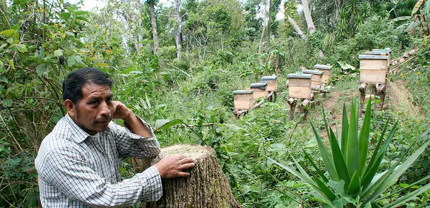 A beekeeper in Guatemala finds an alternative source of income. Photo: Todd Post/Bread for the World Institute
