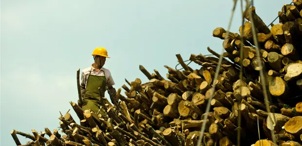 Commercial logging in Tengchong, China. Photo: Simon Lim