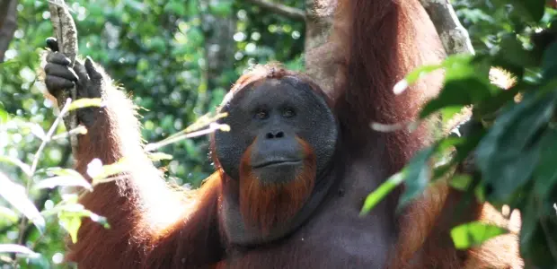 Bornean orangutan. Photo: Terry Sunderland