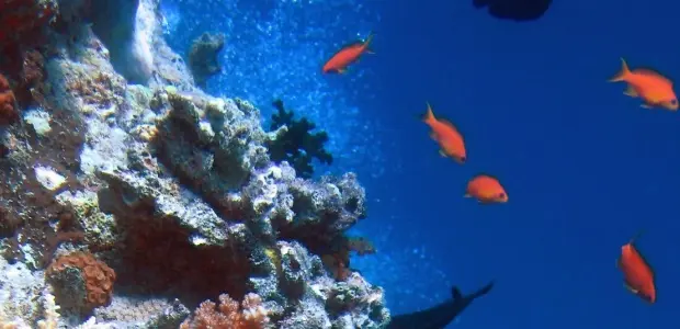 Coral reefs provide us with goods worth hundreds of billions of dollars but are in decline. Copyright: 2004 Richard Ling