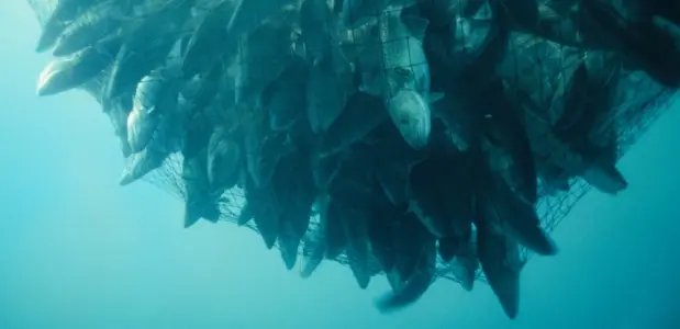 A net full of cod