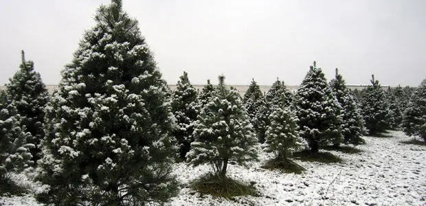 A line of Christmas trees. Photo: Brett Flanders (Creative Commons http://creativecommons.org/licenses/by/2.0/)