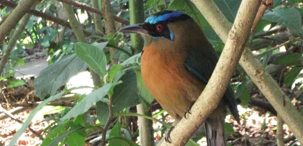 A native bird in Costa Rica found in a payments for environmental services project run by IIED and FONAFIFO (Photo Ina Porras)