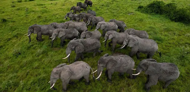Trafficking of wildlife, driven by escalating demand for products such as elephant ivory, is a booming market worth US$19bn a year (Photo: Nonprofit Organizations via Creative Commons http://creativecommons.org/licenses/by/2.0/)
