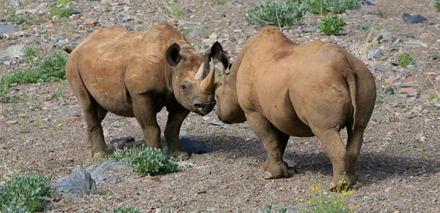 Community-based conservation has worked for black rhinos (Photo: Park Street Pro via http://creativecommons.org/licenses/by/2.0/)