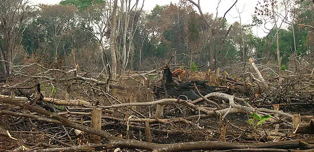 Deforestation and fire ravage a forest area in Uganda (Photo: Paul Hatanga)
