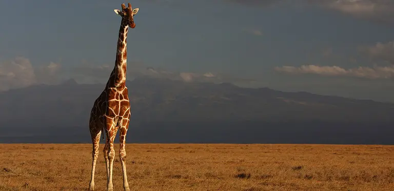 A giraffe takes stock at Kenya's Ol Pejeta Conservancy, where Social Assessment of Protective Area fieldwork starts next week (Photo: www.kicheche.com  via Creative Commons http://creativecommons.org/licenses/by/2.0/)