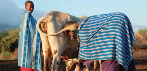 Early start: A cow being milked at first light in the village of Kimokouwa (credit: Toby Mitchell)