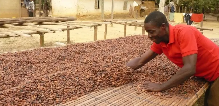 Investigating land tenure issues among cocoa farmers in the Brong Ahafo and Western Region of Ghana (Photo: Emily Polack/IIED)