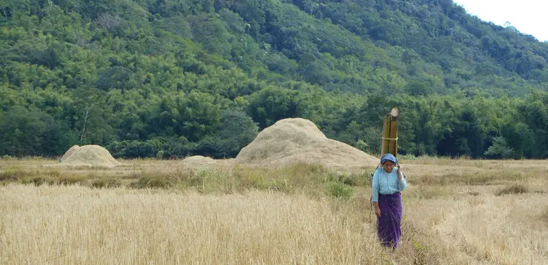 This week in Myanmar, pictured, the Forest Farm Facility is funding a national exchange between forest and farm producer groups and many other producer groups (Photo: Duncan Macqueen/IIED) 