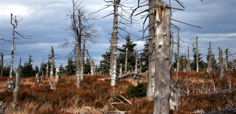 Pilot projects including the Bolsa Floresta forest stipend scheme in Amazonas, Brazil, help to combat deforestation in Brazil (Google re-use licensed)