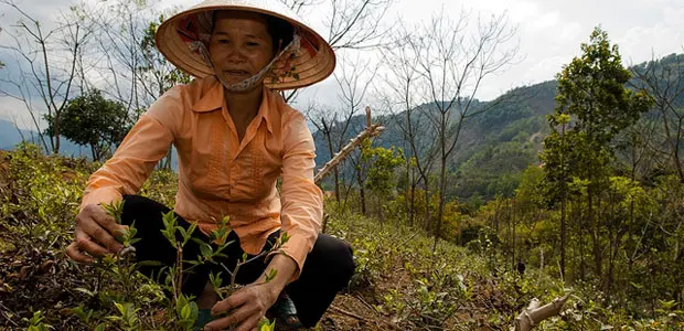 We need a plan. A plan that will guide us towards achieving real impact for smallholders. We are now documenting our work on creating Impact Pathways and Theories of Change in a new Learning Brief (Photo: G Smith/CCFAS)